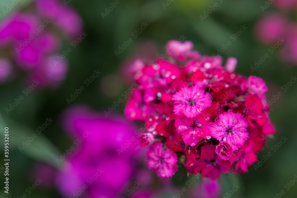 pink flowers of garden carnation close-up. Beautiful summer background pink flowers of garden carnation close-up. Beautiful summer background