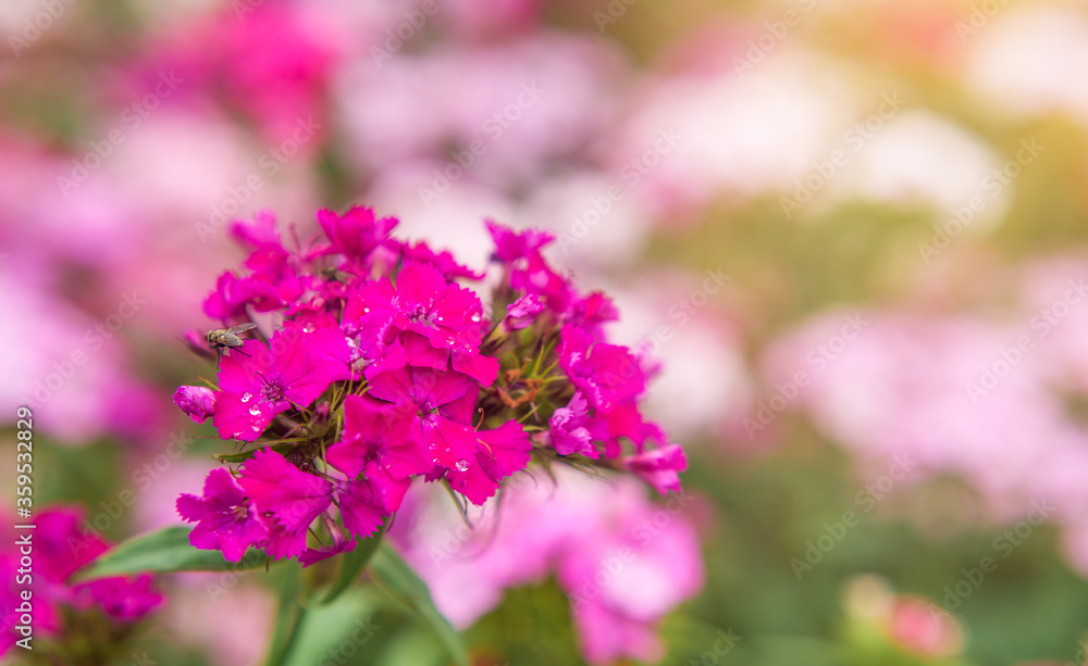 pink flowers of garden carnation close-up. Beautiful summer background pink flowers of garden carnation close-up. Beautiful summer background