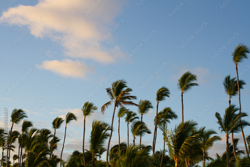 Group of wind-shaken palms