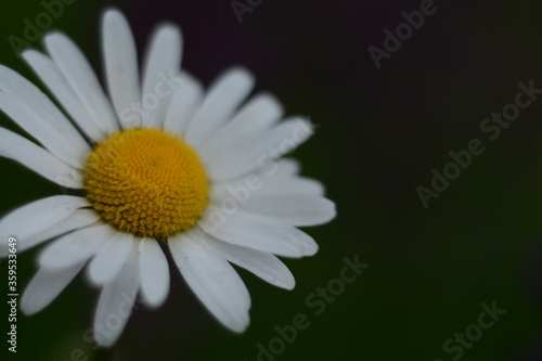 Chamomile with a yellow center and white petals on a dark background