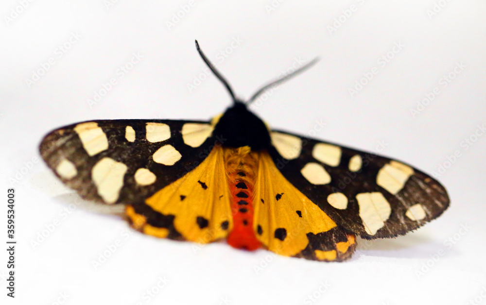 Obraz premium Photo macro of a beautiful moth