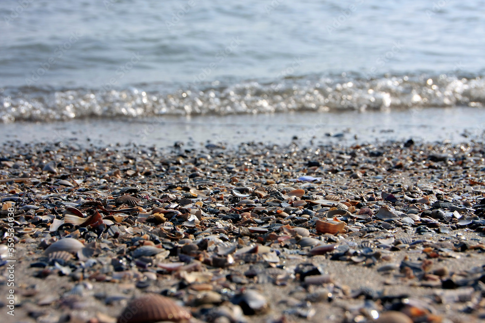Shells in the sand, Fohr Island, UNESCO World Heritage Site Wattenmeer, Germany, Europe Shells in the sand, Fohr Island, UNESCO World Heritage Site Wattenmeer, Germany, Europe