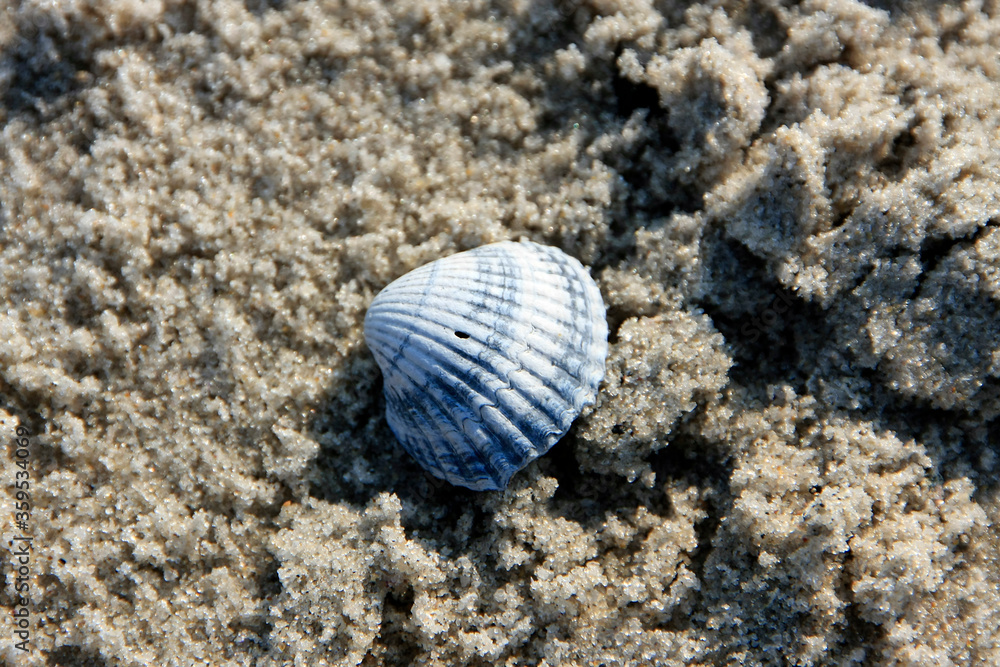 Shells in the sand, Fohr Island, UNESCO World Heritage Site Wattenmeer, Germany, Europe Shells in the sand, Fohr Island, UNESCO World Heritage Site Wattenmeer, Germany, Europe