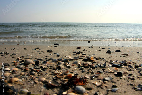 Shells in the sand, Fohr Island, UNESCO World Heritage Site Wattenmeer, Germany, Europe
