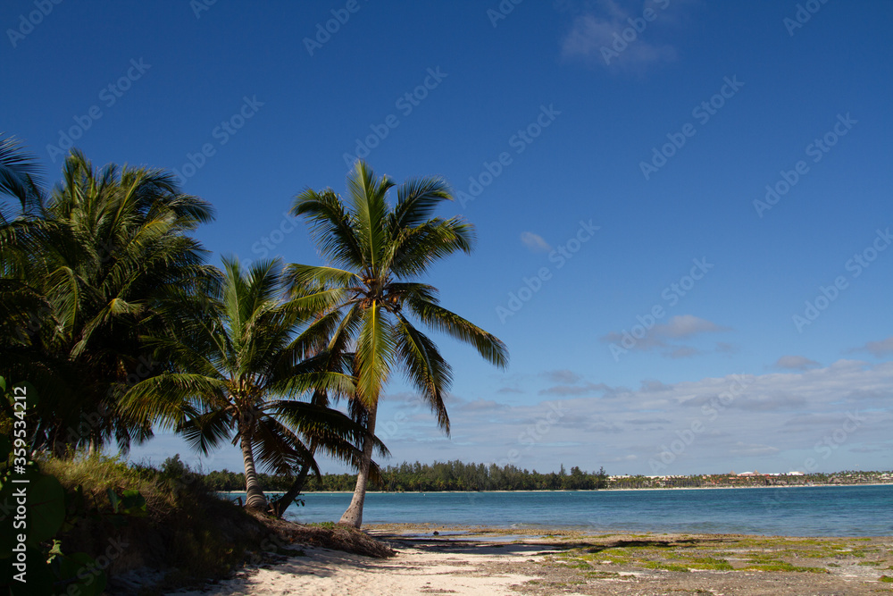 Palm trees in the middle of the white sand beach