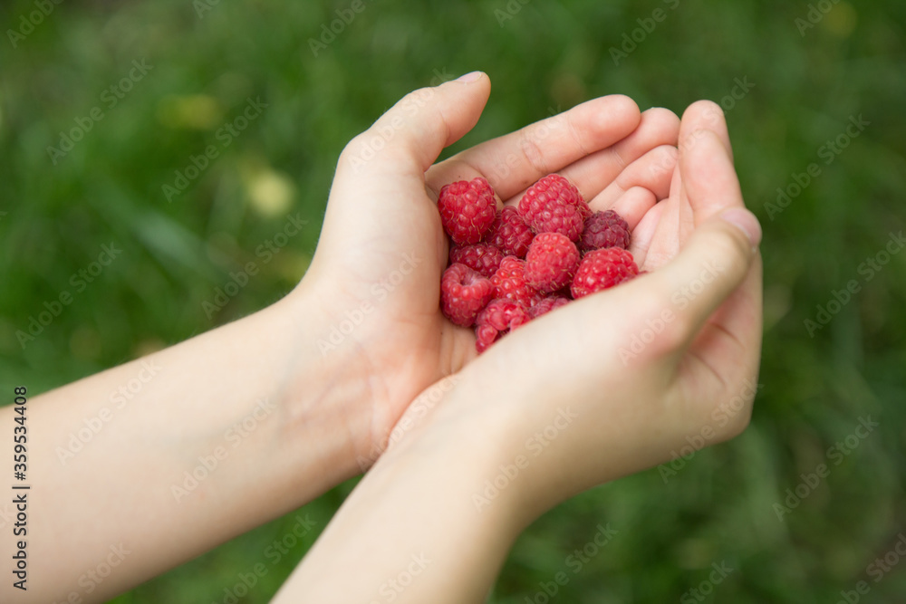 A handful of ripe raspberries in children's hands on a green background of foliage. A handful of ripe raspberries in children's hands on a green background of foliage.