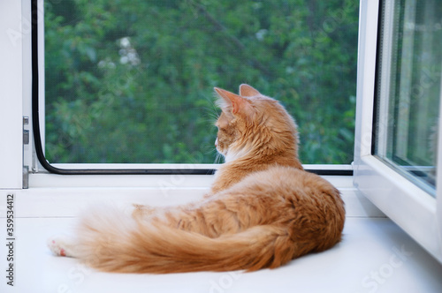 Red kitten lying on the windowsill. Looks out open window. © Iuliia Alekseeva