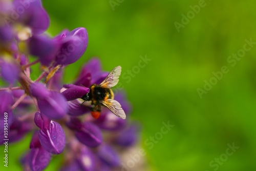 Closeup of a fluffy bumblebee on purple lupine flowers. Macro © Olena