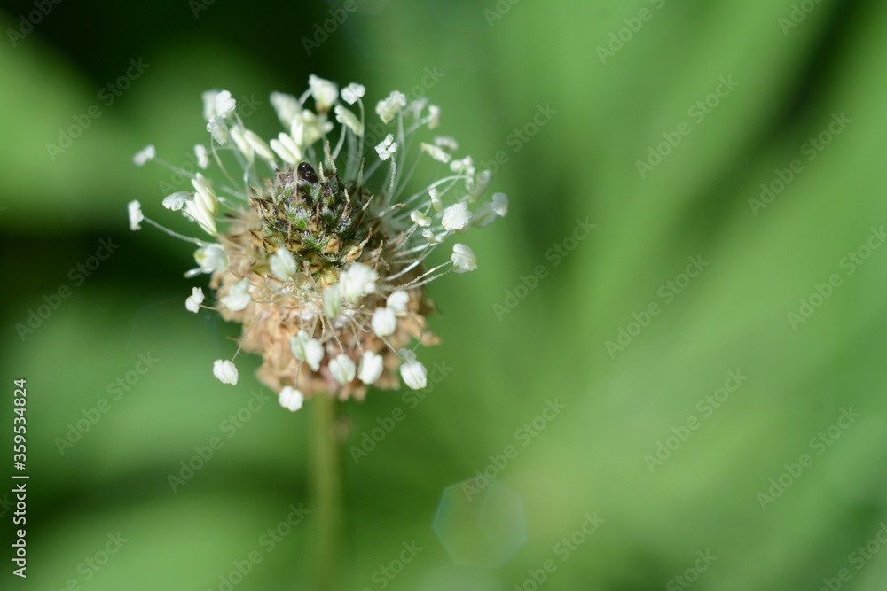 Wild field plant with small white flowers Wild field plant with small white flowers