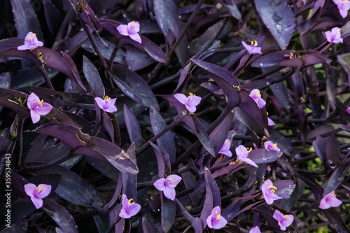 Tableau sur toile The purple heart flower is a great example of team effort, everybody shines but