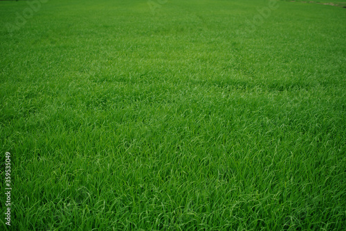 Green view of paddy field. Green rice field, green grass background.
