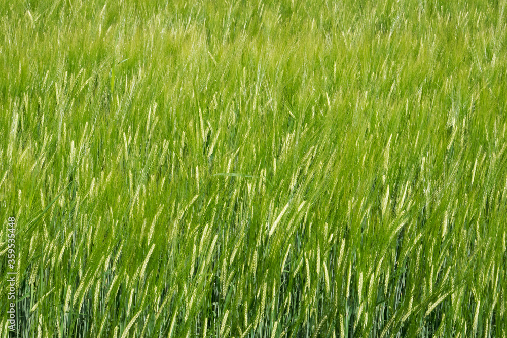 Field of green, unripe Barley, Hordeum vulgare, natural background