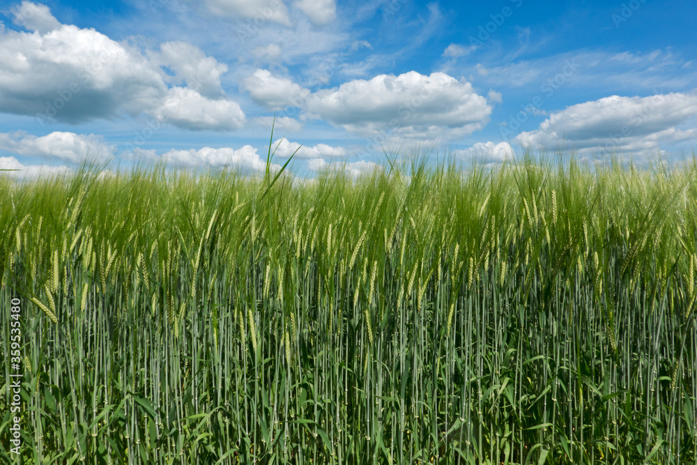 Field of green, unripe Barley, Hordeum vulgare, under a blue sky with clouds Field of green, unripe Barley, Hordeum vulgare, under a blue sky with clouds