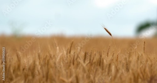 single stalk of wheat rises above the rest in a wheat field ripe for harvest and room for graphics photo