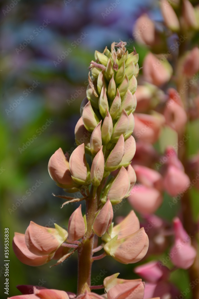 Pink lupine flower close-up on a blurry background in bright Pink lupine flower close-up on a blurry background in bright