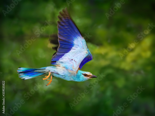 European Roller - Coracias garrulus is flying blue bird breeding in Europe, Middle East, Central Asia and Morocco, found in a wide variety of habitats, it typically nests in tree holes photo