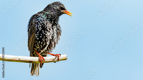 starling on a stick