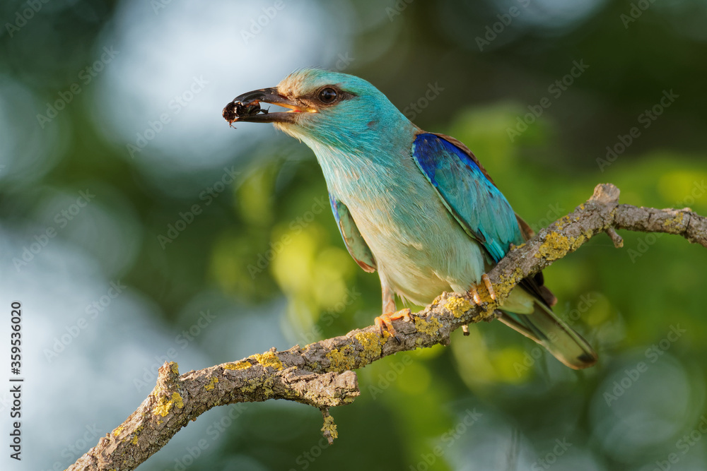 European Roller - Coracias garrulus is flying blue bird breeding in Europe, Middle East, Central Asia and Morocco, found in a wide variety of habitats, it typically nests in tree holes