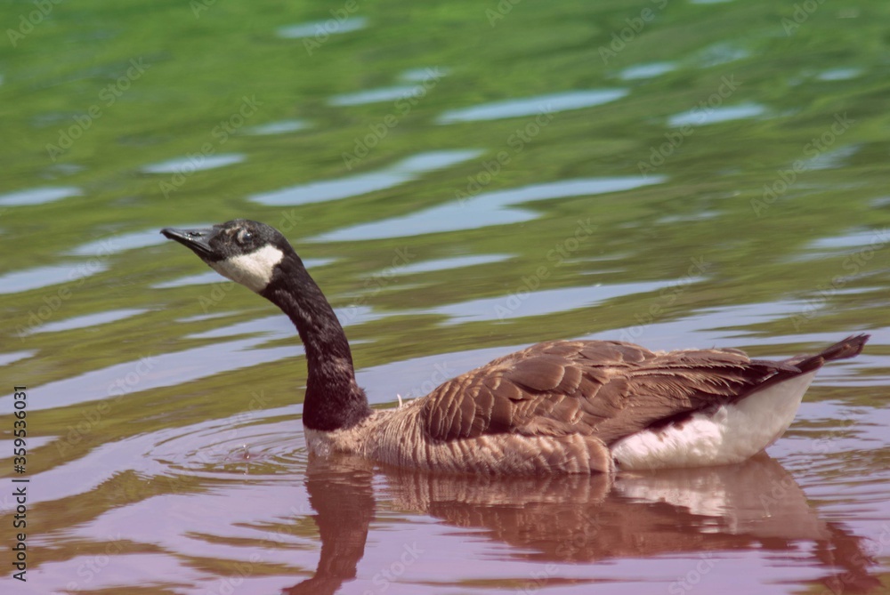 Obraz premium Goose on the Water