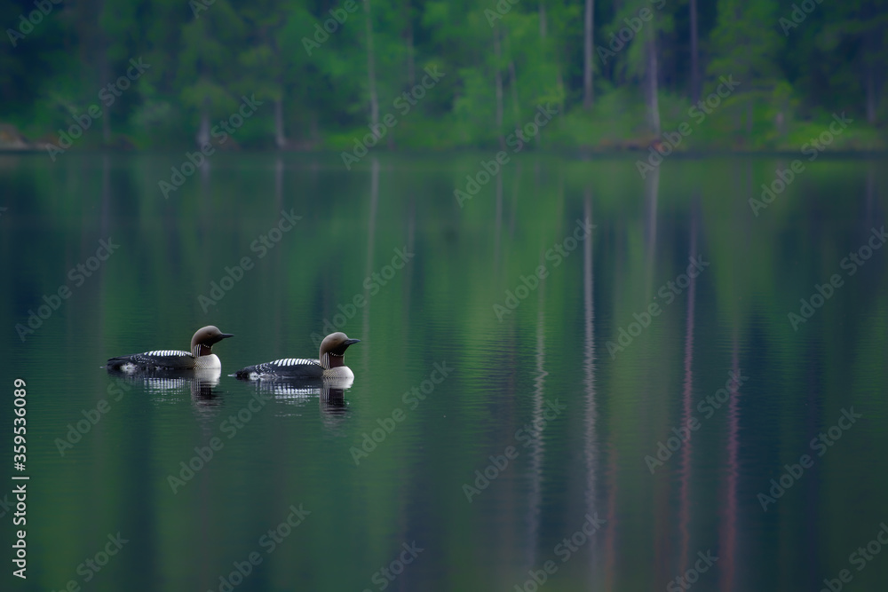 Two Arctic Loons on beautiful lake in Finland in the morning. Also called Black-throated loon (Gavia arctica), Black-throated diver, migratory aquatic bird found in the northern hemisphere Two Arctic Loons on beautiful lake in Finland in the morning. Also called Black-throated loon (Gavia arctica), Black-throated diver, migratory aquatic bird found in the northern hemisphere