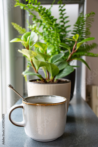 Hot herbal tea next on the shelf next to plants