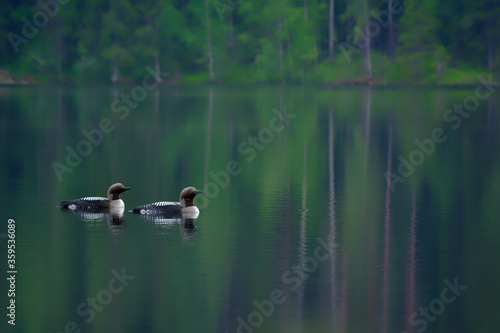 Fotografía Two Arctic Loons on beautiful lake in Finland in the morning