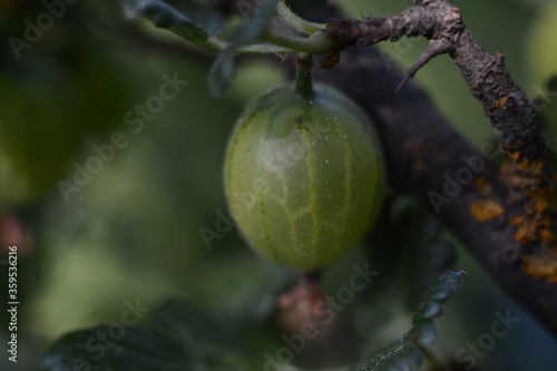 Green gooseberry close-up on a bush in the garden. Macro