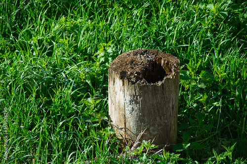 Old rotten tree stump on green grass in afternoon outdoors.