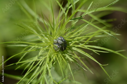 Small bud of nigella flower with green needle leaves in the summer under the open sky