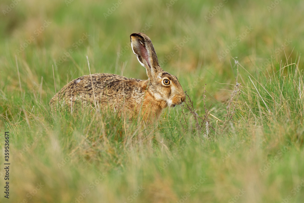 Fototapeta premium Brown Hare - Lepus europaeus, European hare, species of hare native to Europe and parts of Asia. It is among the largest hare species and is adapted to temperate, open country. Hares are herbivorous.