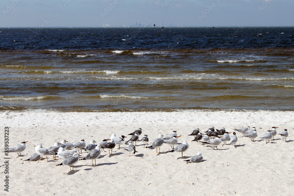 water birds with shadows and reflections on a sandy beach by the ocean water birds with shadows and reflections on a sandy beach by the ocean