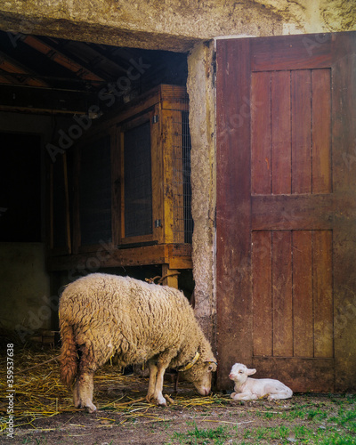 country side farm anomals photo