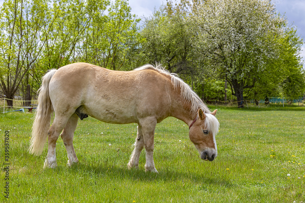 A beautiful brown horse grazing on the green grass in spring. A beautiful brown horse grazing on the green grass in spring.