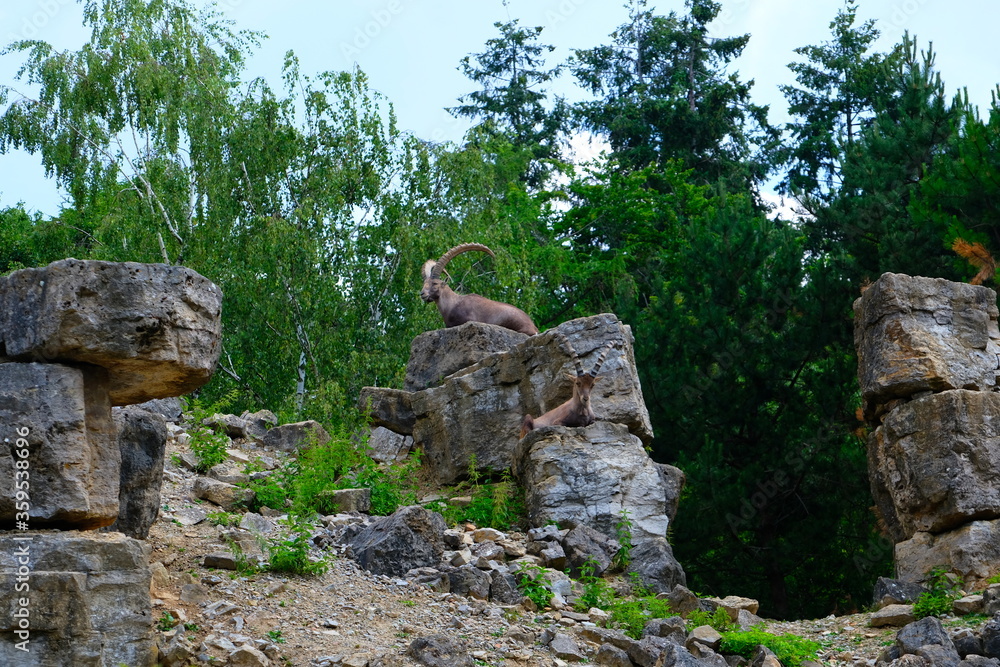 Ibex sitting on a hill with rocks