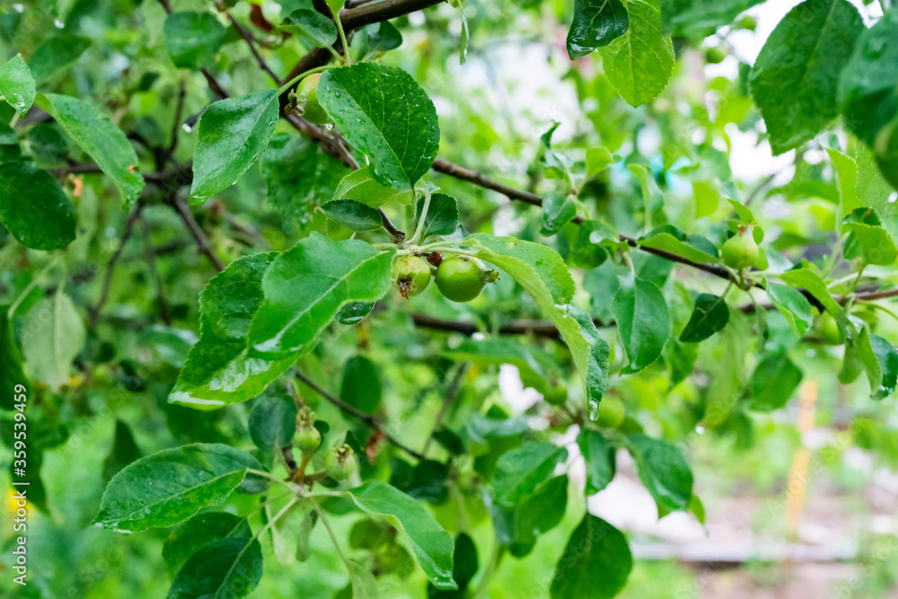 Unripe small green apples on a branch with green leaves Unripe small green apples on a branch with green leaves