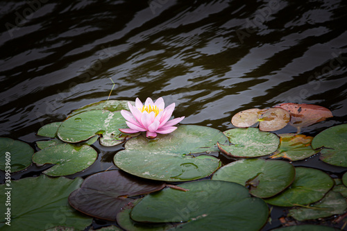 Canvas Print Light pink water lily and leaves in the dark water of the pond