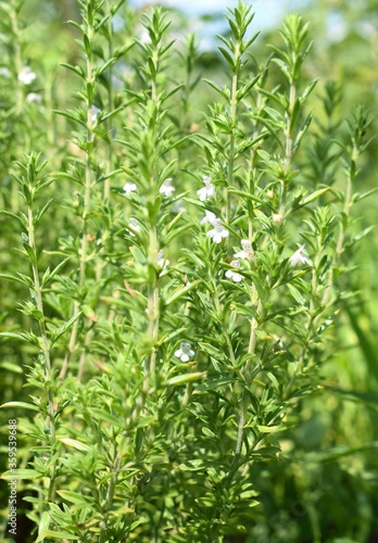 A shoots of a common thyme plant in the wild.