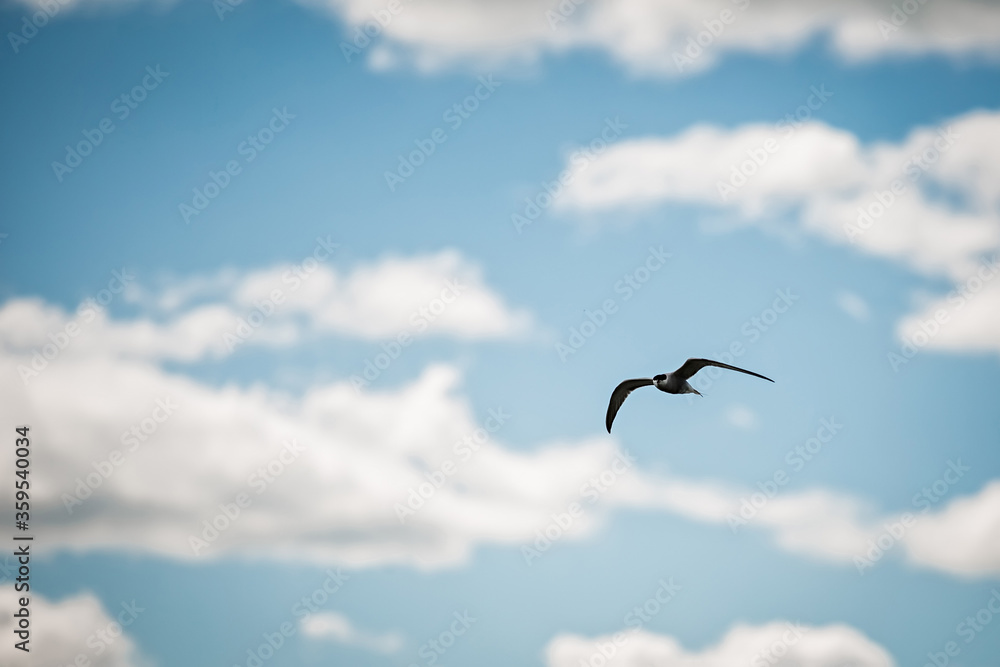 seagull in the sky with clouds. bird in the sky with clouds seagull in the sky with clouds. bird in the sky with clouds