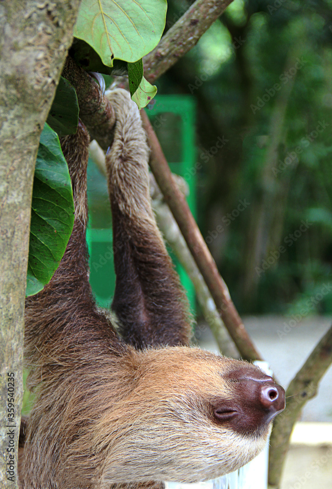 Fototapeta premium oso perezoso de dos dedos tierno bebe colgando de un árbol en un centro de rescate en costa rica animal mamifero exótico de selva tropical