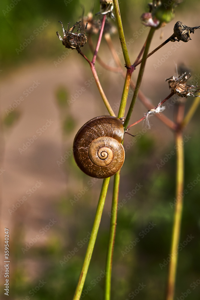 Snail with brown shell on the stem of a plant Snail with brown shell on the stem of a plant