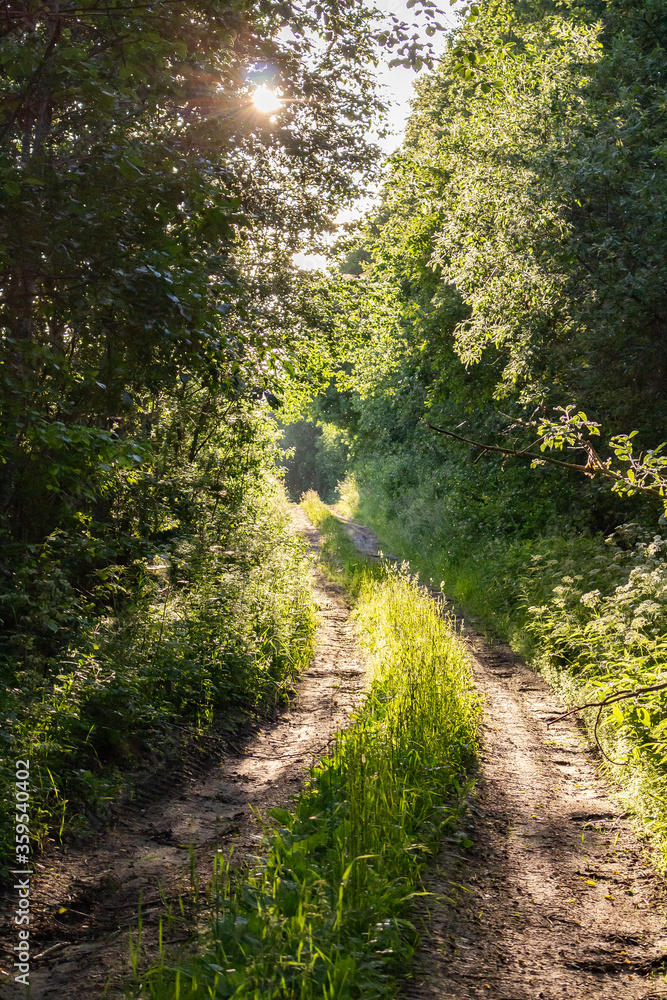 Obraz premium Country road in the forest. In the light of sunlight.