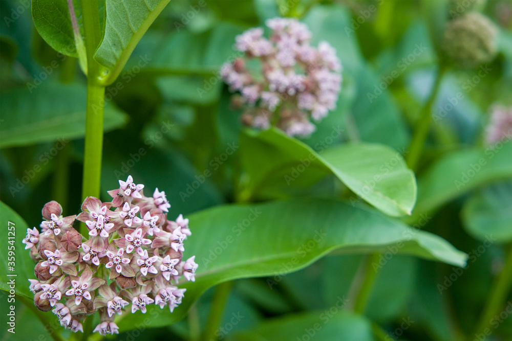 lilac flowers on the green background