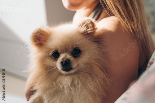 Cute pomeranian puppy in the hands of a girl. Portrait of a little fluffy Pomeranian puppy