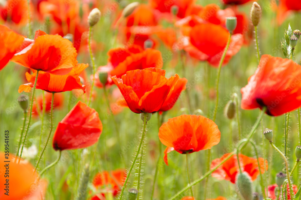 Obraz premium Beautiful big red poppy field in the morning sunlight. poppy field with a sprig of purple poppy flowers Soft focus blurred background Europe