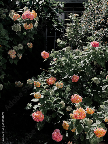 Hortensia flower in the garden photo
