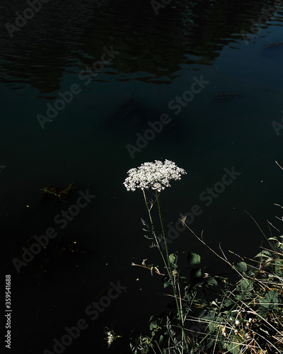 dandelion in the water