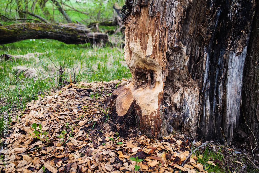 Negative activity of beavers in the woods. Tree with marks of beaver teeth. Damage to trees beavers. Negative activity of beavers in the woods. Tree with marks of beaver teeth. Damage to trees beavers.