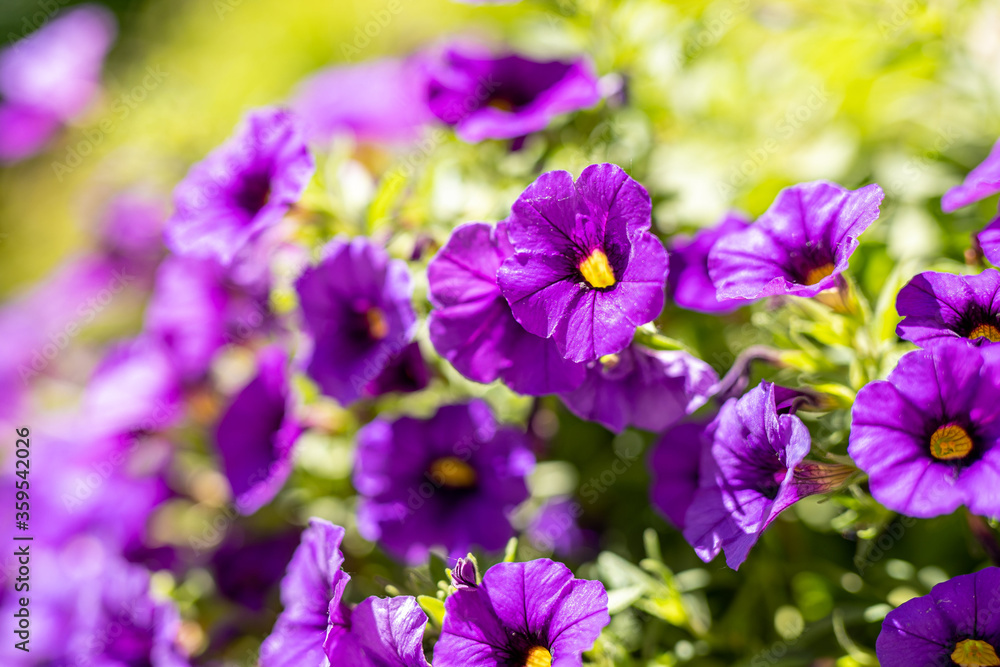 Beautiful purple Morning Glory flower blossoms with narrow depth of field focus.