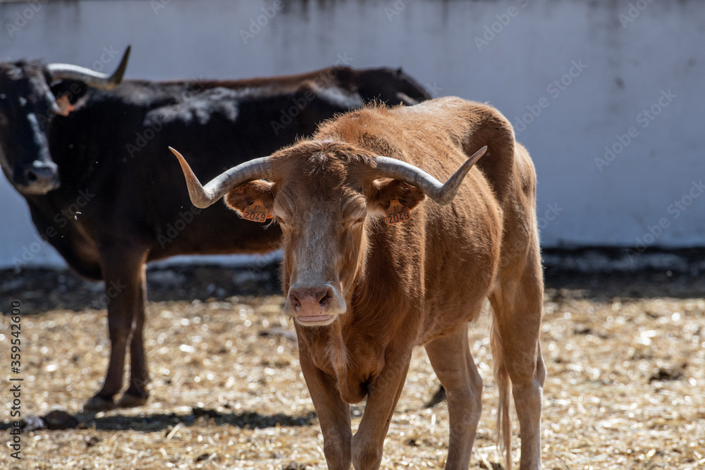 Vaca marrón con mancha blanca en la cara 