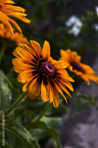 Beautiful rudbeckia or daisy, with orange petals and purple pistil